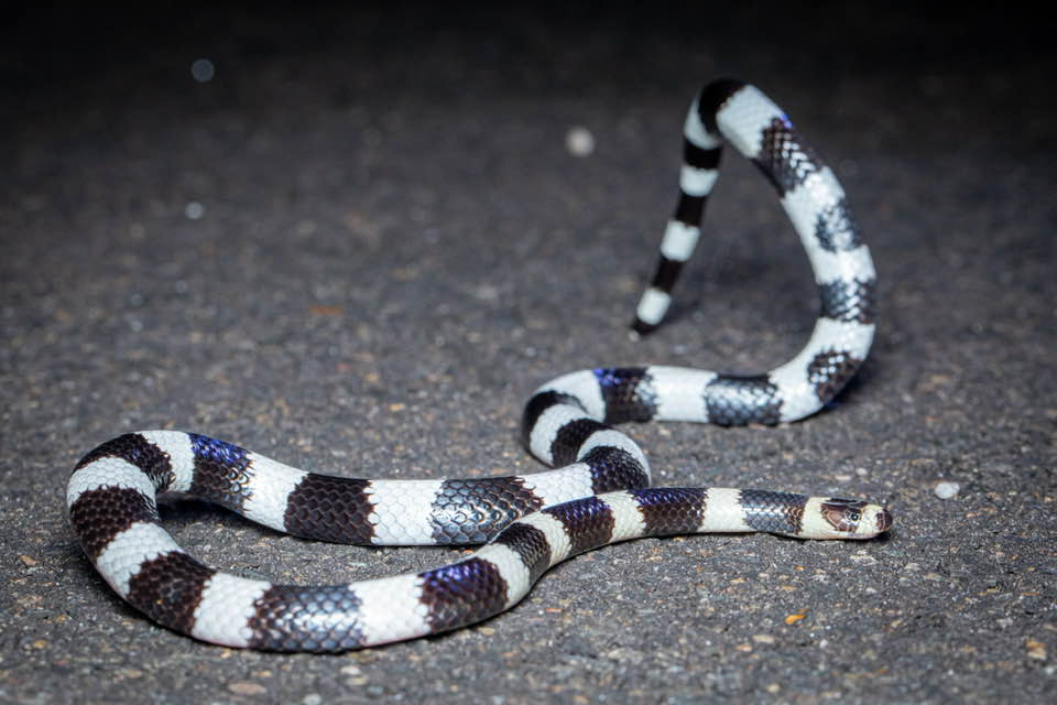 Wildlife Photos of Snakes by Dominic Chaplin