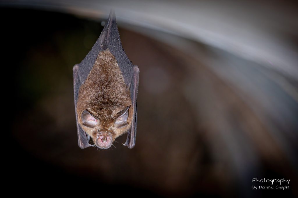 Wildlife Photos of Bats by Dominic Chaplin