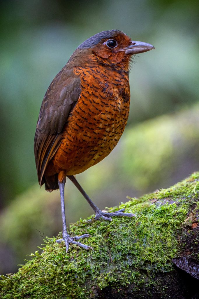 Wildlife Photos of Birds by Dominic Chaplin