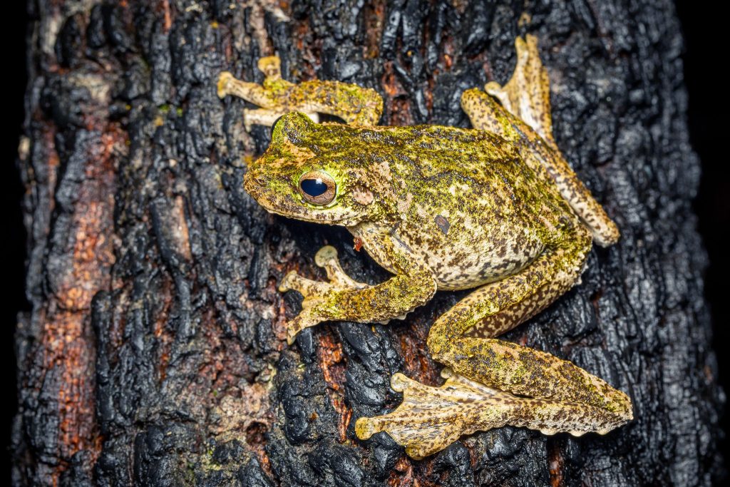 Wildlife Photos of Frogs by Dominic Chaplin