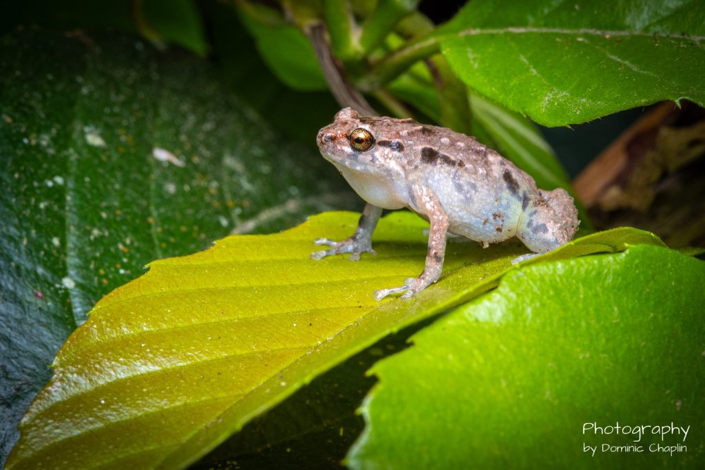 Wildlife Photos of Frogs by Dominic Chaplin