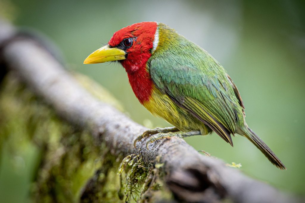Wildlife Photos of Birds by Dominic Chaplin