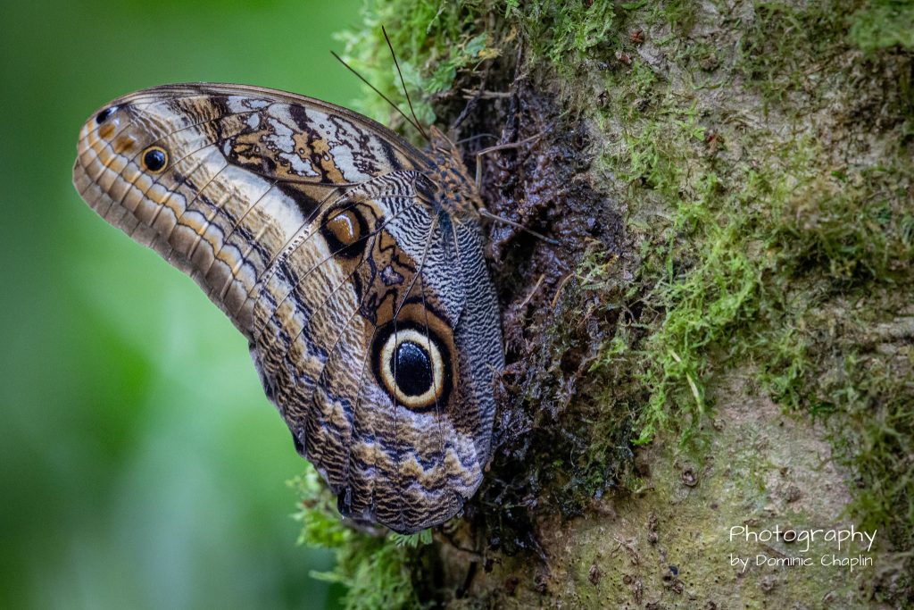 Wildlife Photos of Butterflies by Dominic Chaplin