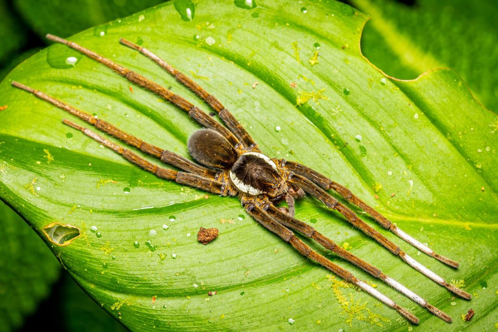 Wildlife Photos of Spiders by Dominic Chaplin